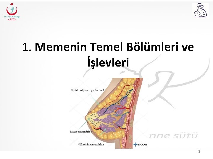 1. Memenin Temel Bölümleri ve İşlevleri 3 