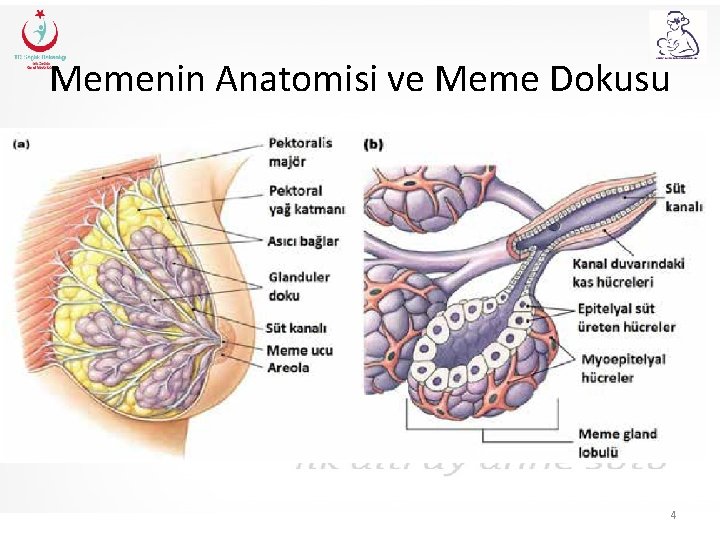 Memenin Anatomisi ve Meme Dokusu 4 