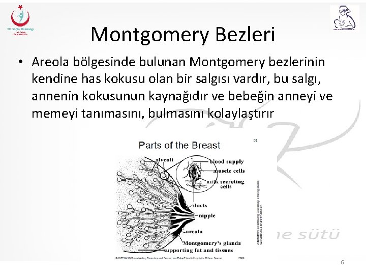 Montgomery Bezleri • Areola bölgesinde bulunan Montgomery bezlerinin kendine has kokusu olan bir salgısı