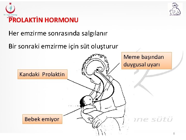 PROLAKTİN HORMONU Her emzirme sonrasında salgılanır Bir sonraki emzirme için süt oluşturur Meme başından