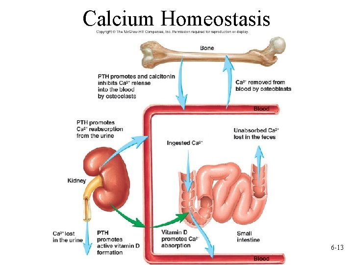 Calcium Homeostasis 6 -13 