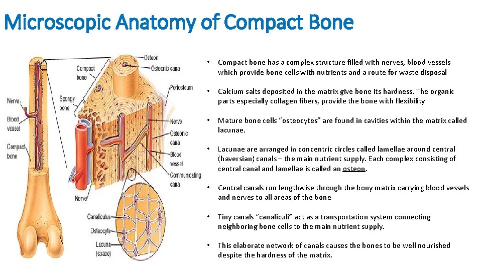 Compact Bone Diagram : Spongy Bone Vs Compact Bone Quizlet : To know