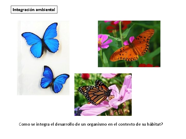 Integración ambiental Como se integra el desarrollo de un organismo en el contexto de