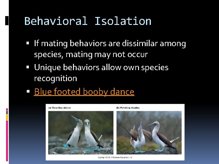 Behavioral Isolation If mating behaviors are dissimilar among species, mating may not occur Unique