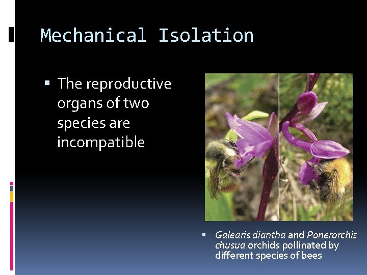 Mechanical Isolation The reproductive organs of two species are incompatible Galearis diantha and Ponerorchis