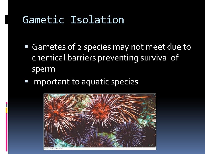 Gametic Isolation Gametes of 2 species may not meet due to chemical barriers preventing