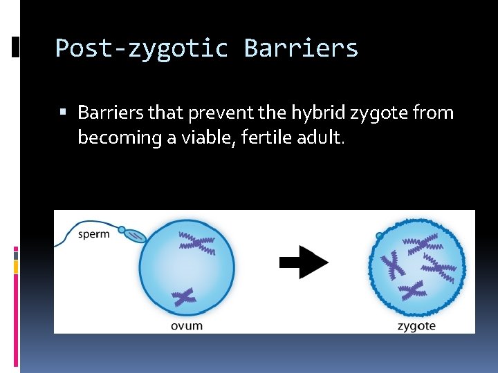 Post-zygotic Barriers that prevent the hybrid zygote from becoming a viable, fertile adult. 