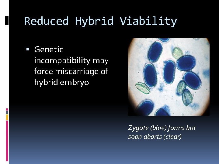 Reduced Hybrid Viability Genetic incompatibility may force miscarriage of hybrid embryo Zygote (blue) forms