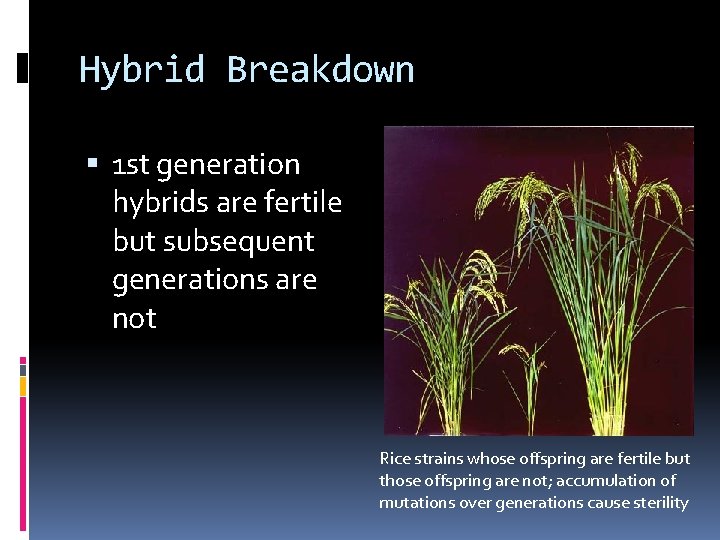 Hybrid Breakdown 1 st generation hybrids are fertile but subsequent generations are not Rice