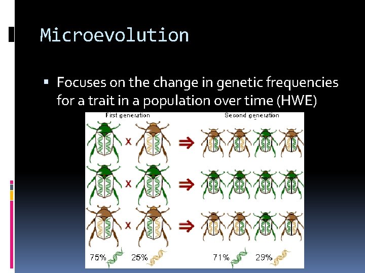 Microevolution Focuses on the change in genetic frequencies for a trait in a population