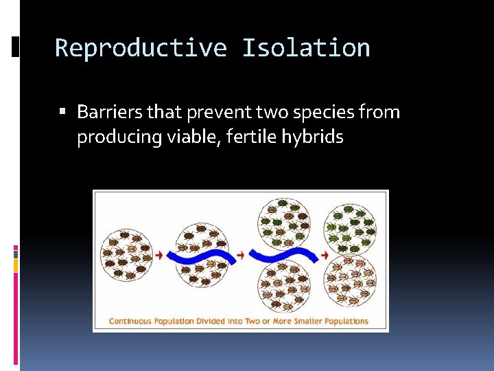 Reproductive Isolation Barriers that prevent two species from producing viable, fertile hybrids 