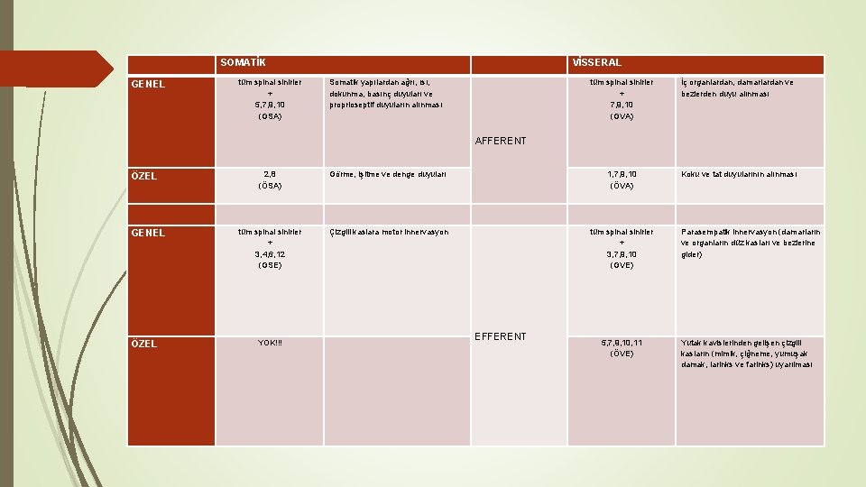  SOMATİK tüm spinal sinirler + 5, 7, 9, 10 (GSA) GENEL VİSSERAL Somatik