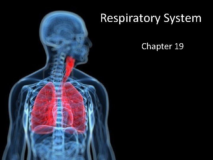 Respiratory System Chapter 19 