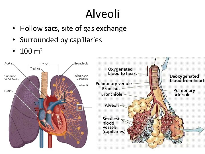 Alveoli • Hollow sacs, site of gas exchange • Surrounded by capillaries • 100