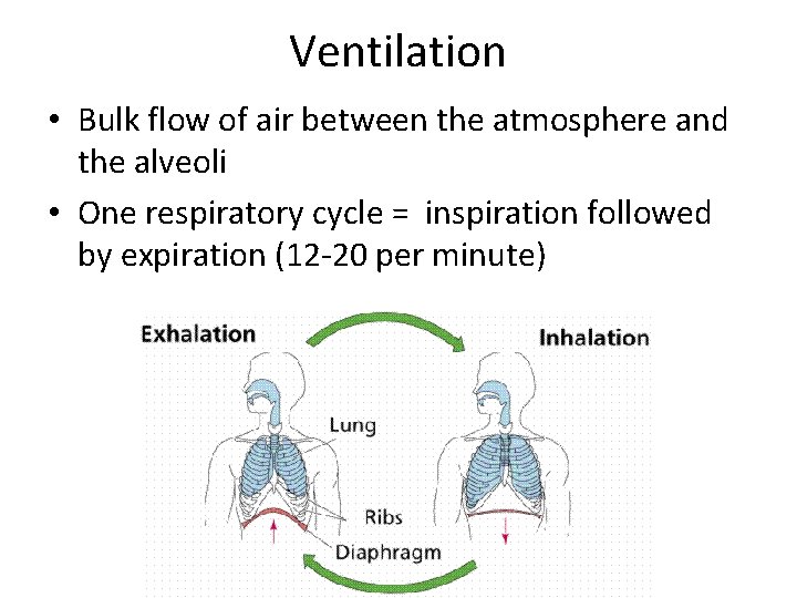 Ventilation • Bulk flow of air between the atmosphere and the alveoli • One