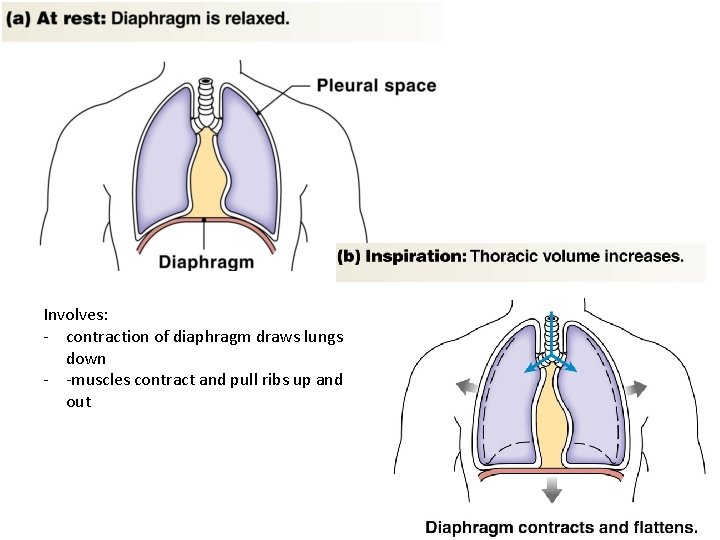 Involves: - contraction of diaphragm draws lungs down - -muscles contract and pull ribs