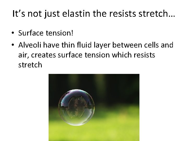 It’s not just elastin the resists stretch… • Surface tension! • Alveoli have thin