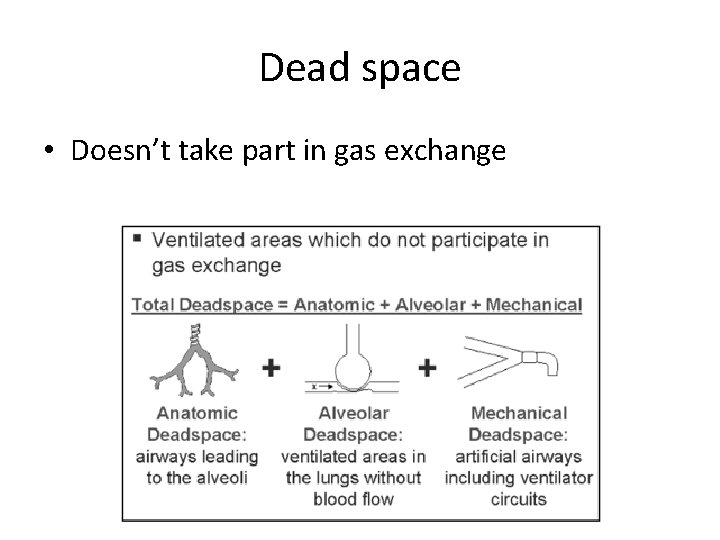 Dead space • Doesn’t take part in gas exchange 