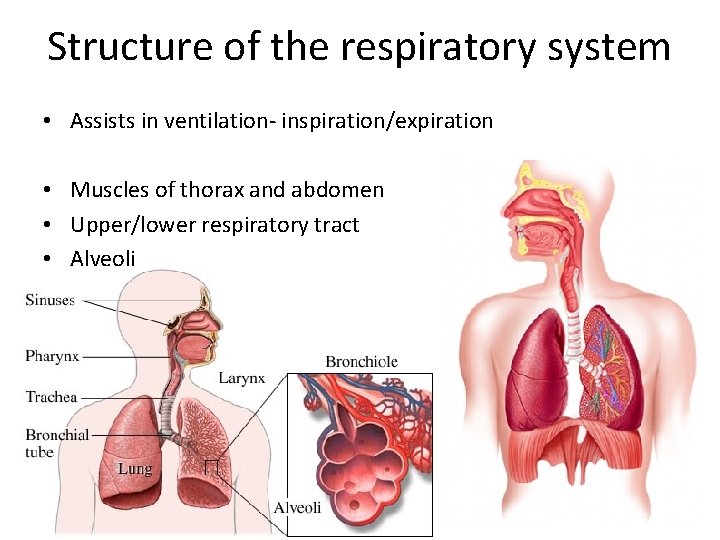 Structure of the respiratory system • Assists in ventilation- inspiration/expiration • Muscles of thorax