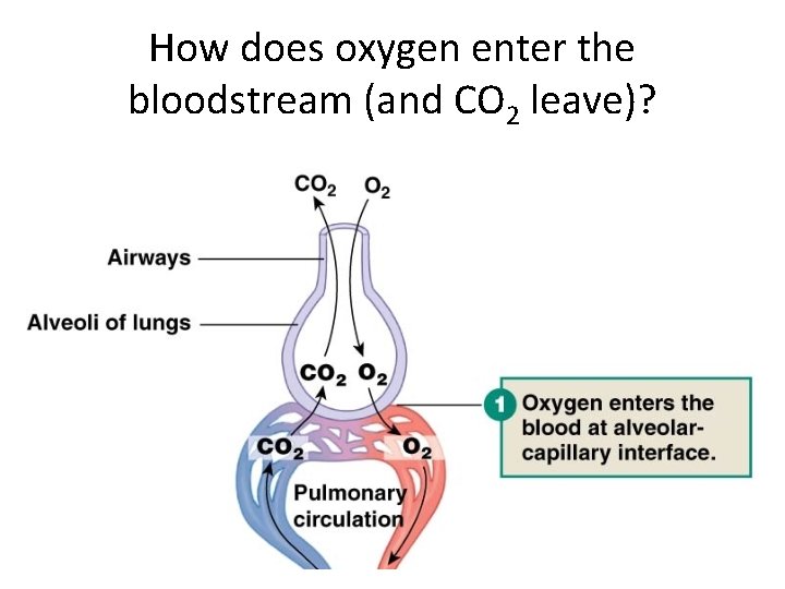 How does oxygen enter the bloodstream (and CO 2 leave)? 