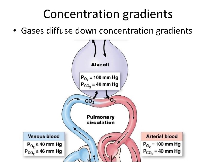 Concentration gradients • Gases diffuse down concentration gradients 