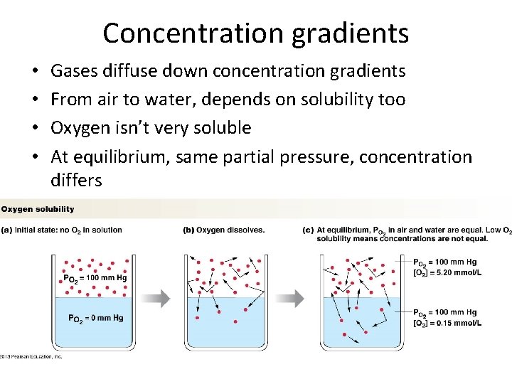 Concentration gradients • • Gases diffuse down concentration gradients From air to water, depends