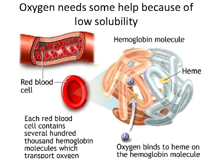 Oxygen needs some help because of low solubility 