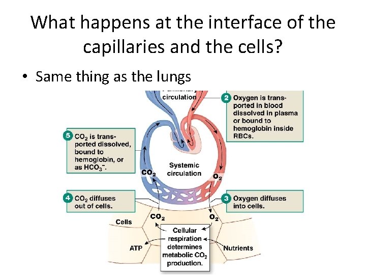 What happens at the interface of the capillaries and the cells? • Same thing