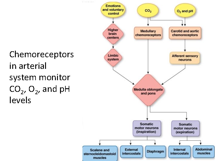 Chemoreceptors in arterial system monitor CO 2, and p. H levels 