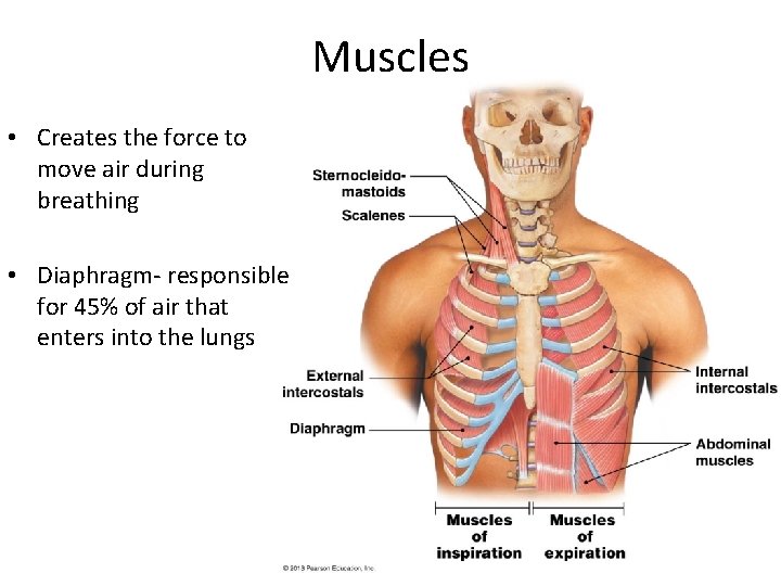 Muscles • Creates the force to move air during breathing • Diaphragm- responsible for