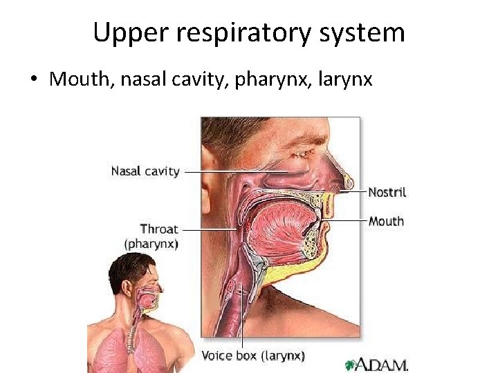 Upper respiratory system • Mouth, nasal cavity, pharynx, larynx 