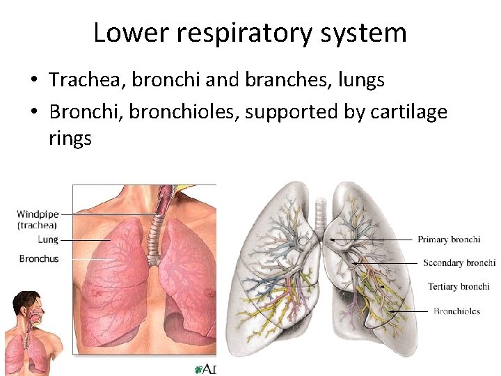 Lower respiratory system • Trachea, bronchi and branches, lungs • Bronchi, bronchioles, supported by