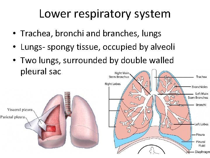 Lower respiratory system • Trachea, bronchi and branches, lungs • Lungs- spongy tissue, occupied