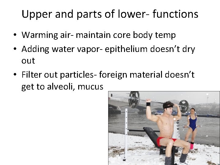 Upper and parts of lower- functions • Warming air- maintain core body temp •