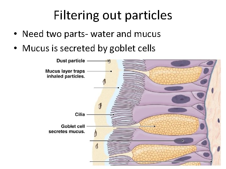 Filtering out particles • Need two parts- water and mucus • Mucus is secreted