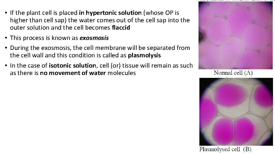 • If the plant cell is placed in hypertonic solution (whose OP is • If the plant cell is placed in hypertonic solution (whose OP is