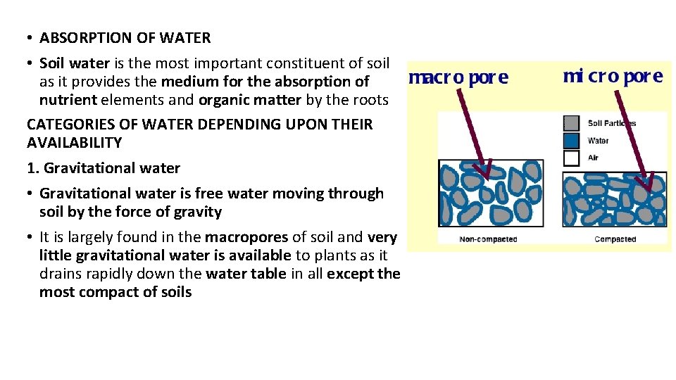• ABSORPTION OF WATER • Soil water is the most important constituent of • ABSORPTION OF WATER • Soil water is the most important constituent of