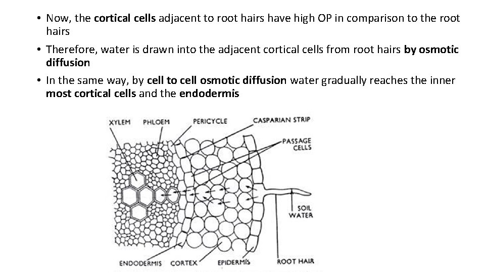  • Now, the cortical cells adjacent to root hairs have high OP in