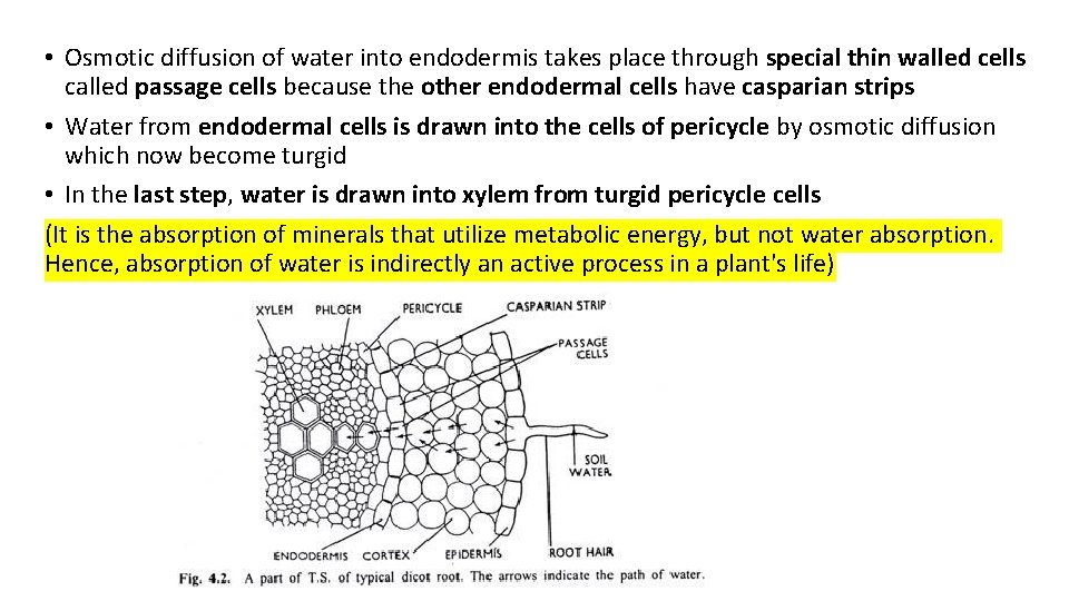 • Osmotic diffusion of water into endodermis takes place through special thin walled • Osmotic diffusion of water into endodermis takes place through special thin walled