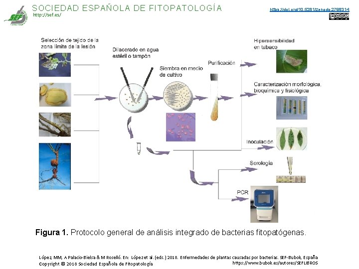 SOCIEDAD ESPAÑOLA DE FITOPATOLOGÍA http: //sef. es/ https: //doi. org/10. 5281/zenodo. 2798314 Figura 1. SOCIEDAD ESPAÑOLA DE FITOPATOLOGÍA http: //sef. es/ https: //doi. org/10. 5281/zenodo. 2798314 Figura 1.