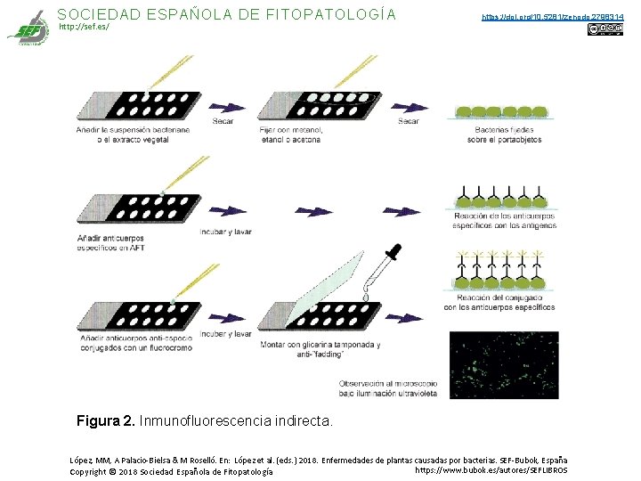 SOCIEDAD ESPAÑOLA DE FITOPATOLOGÍA http: //sef. es/ https: //doi. org/10. 5281/zenodo. 2798314 Figura 2. SOCIEDAD ESPAÑOLA DE FITOPATOLOGÍA http: //sef. es/ https: //doi. org/10. 5281/zenodo. 2798314 Figura 2.