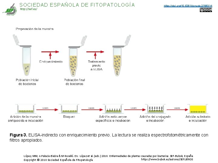 SOCIEDAD ESPAÑOLA DE FITOPATOLOGÍA http: //sef. es/ https: //doi. org/10. 5281/zenodo. 2798314 Figura 3. SOCIEDAD ESPAÑOLA DE FITOPATOLOGÍA http: //sef. es/ https: //doi. org/10. 5281/zenodo. 2798314 Figura 3.