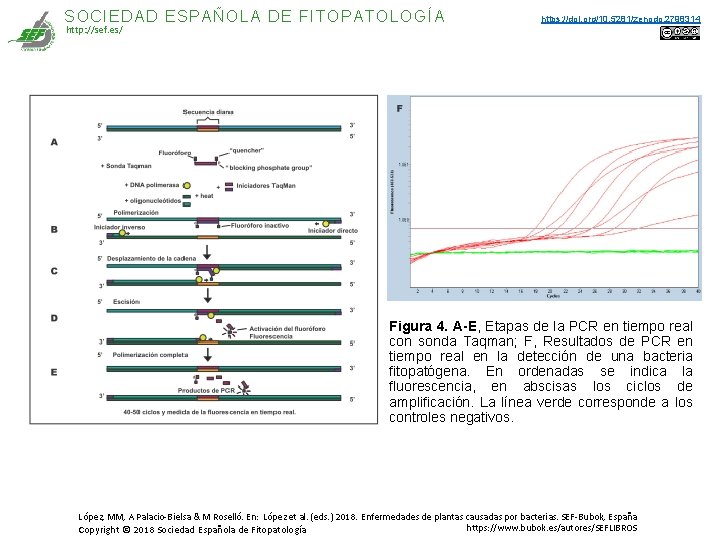 SOCIEDAD ESPAÑOLA DE FITOPATOLOGÍA http: //sef. es/ https: //doi. org/10. 5281/zenodo. 2798314 Figura 4. SOCIEDAD ESPAÑOLA DE FITOPATOLOGÍA http: //sef. es/ https: //doi. org/10. 5281/zenodo. 2798314 Figura 4.
