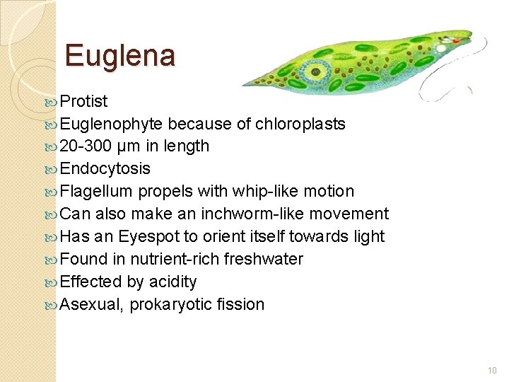 Euglena Protist Euglenophyte because of chloroplasts 20 -300 μm in length Endocytosis Flagellum propels