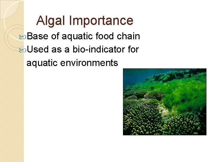 Algal Importance Base of aquatic food chain Used as a bio-indicator for aquatic environments