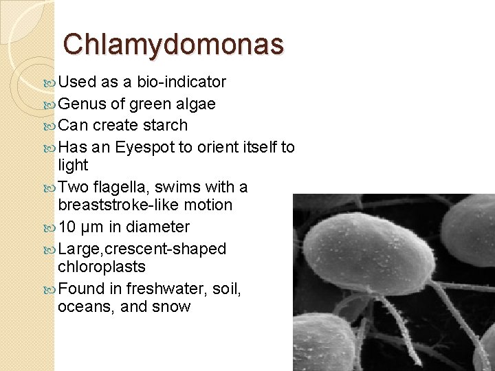 Chlamydomonas Used as a bio-indicator Genus of green algae Can create starch Has an