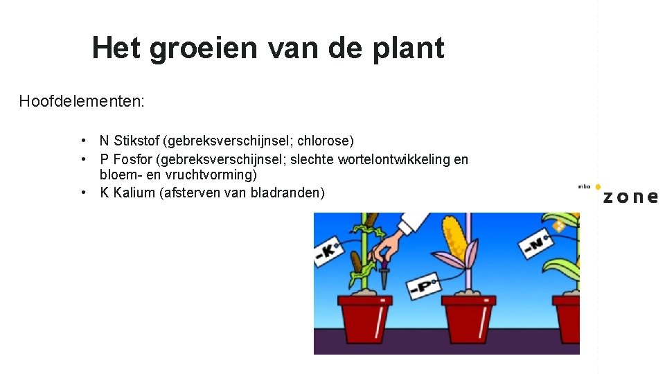 Het groeien van de plant Hoofdelementen: • N Stikstof (gebreksverschijnsel; chlorose) • P Fosfor