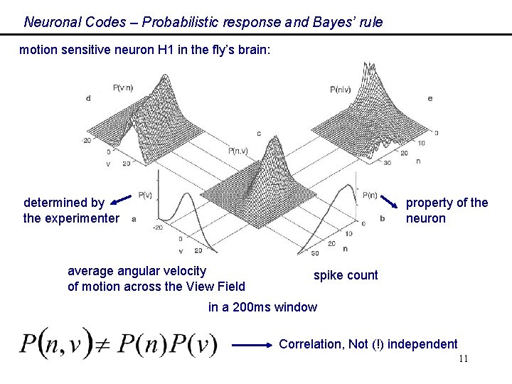 Neuronal Codes – Probabilistic response and Bayes’ rule motion sensitive neuron H 1 in