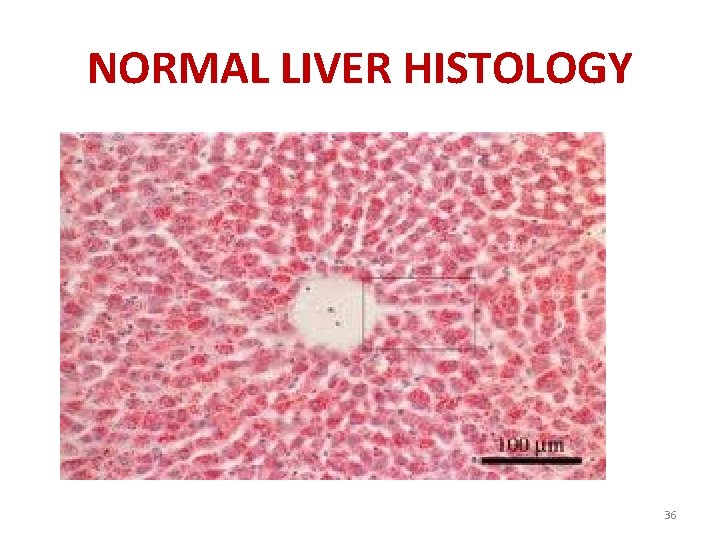 NORMAL LIVER HISTOLOGY 36 