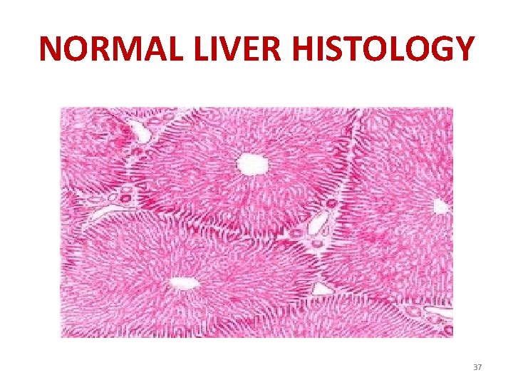 NORMAL LIVER HISTOLOGY 37 